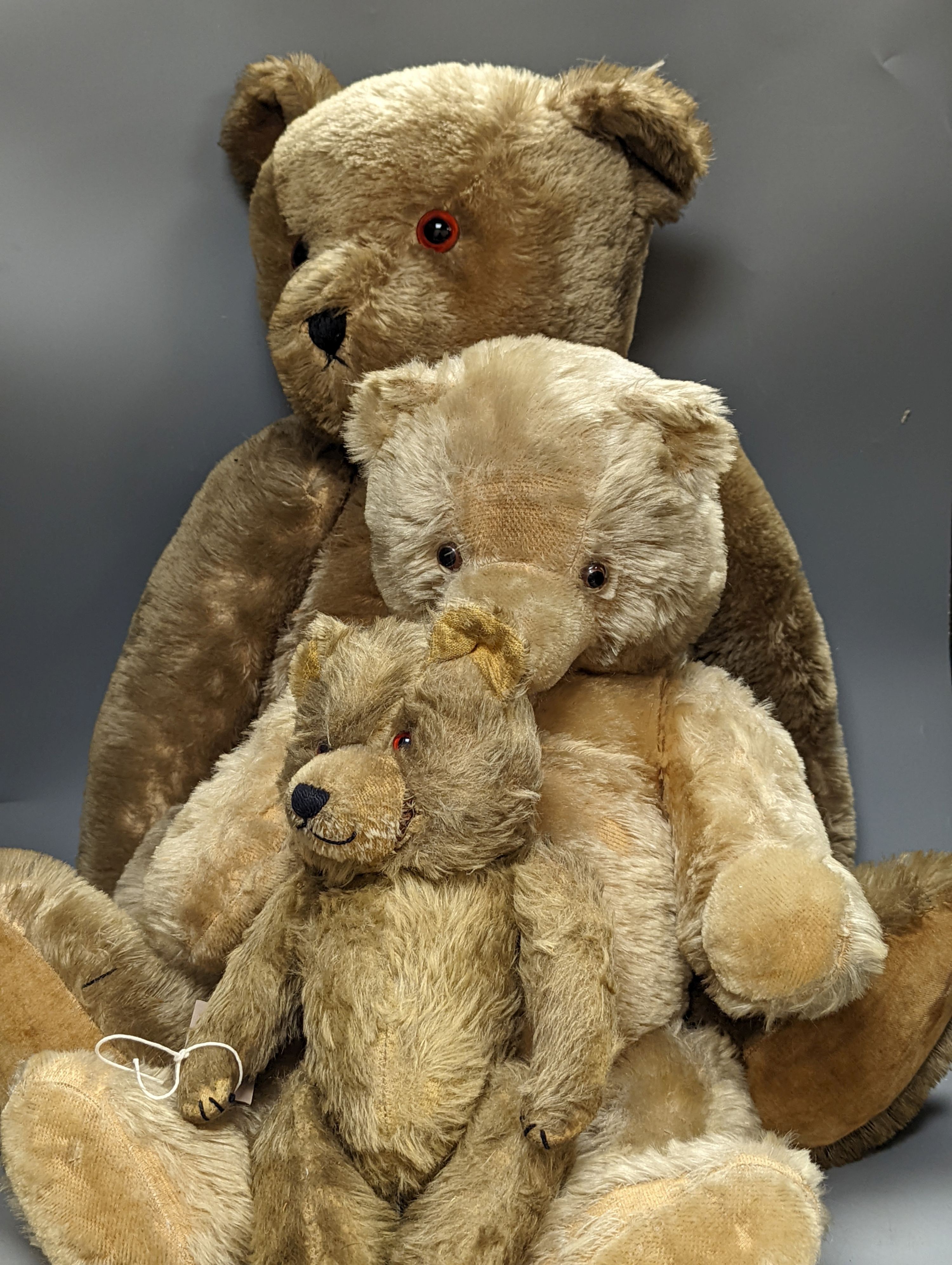 A large English teddy bear and two other teddy bears